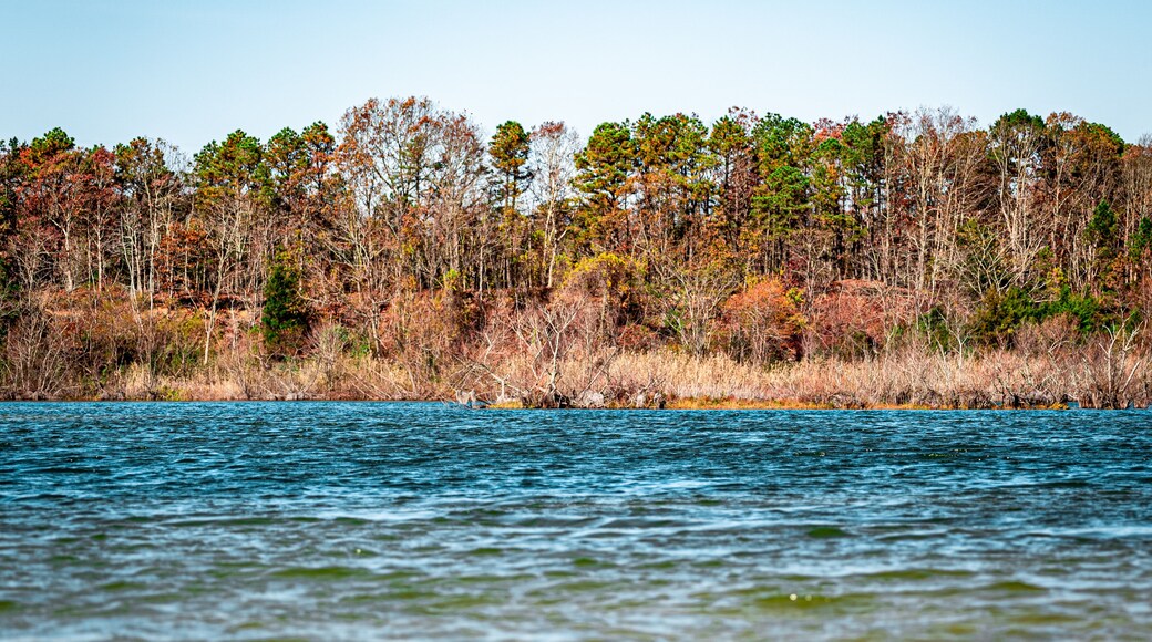 Lake in thre middle of a forest.