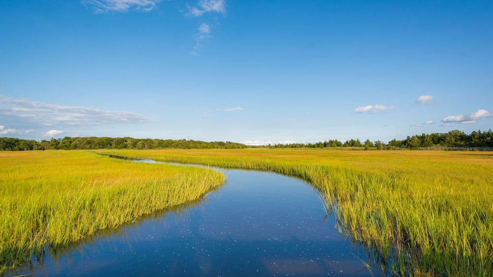 Wetlands in Egg Harbor Township, New Jersey