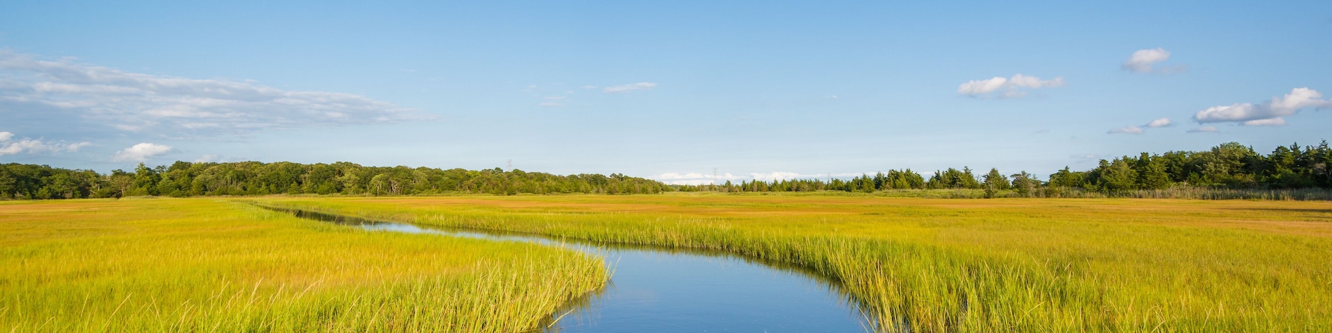 Wetlands in Egg Harbor Township, New Jersey