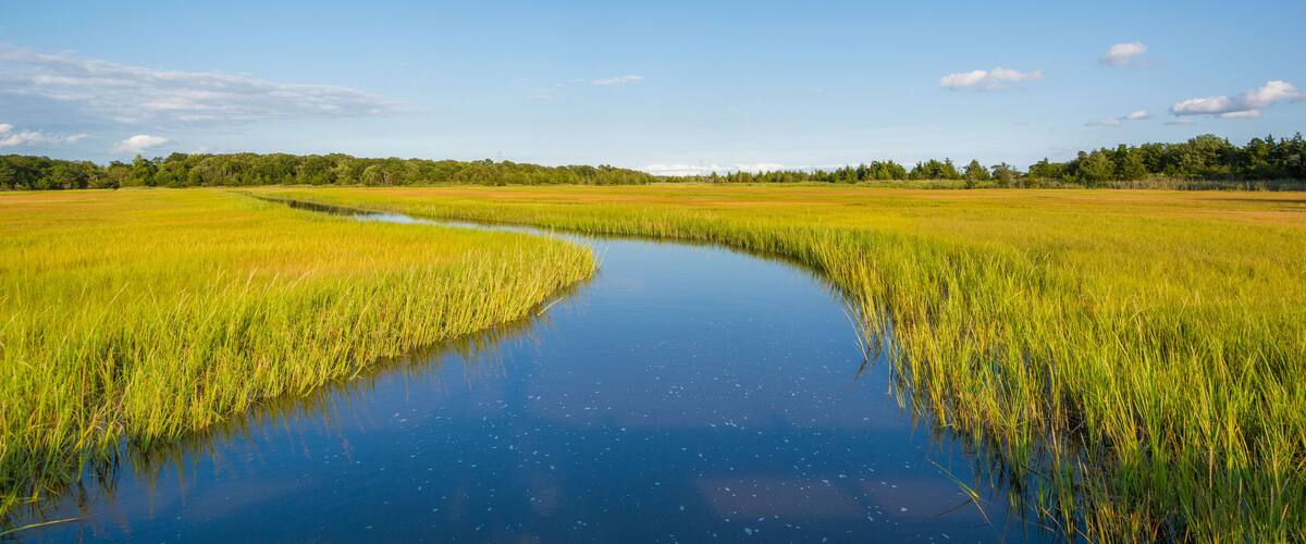 Wetlands in Egg Harbor Township, New Jersey