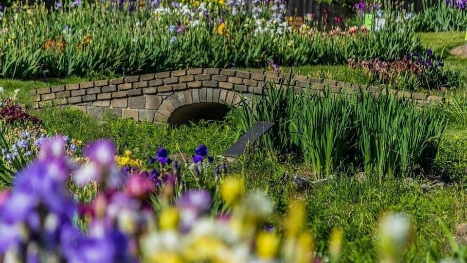 Beautiful photo spot when in in bloom