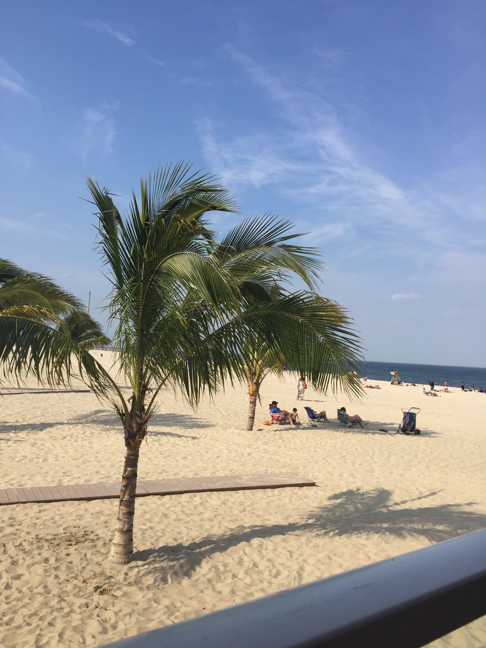Love the palm tree