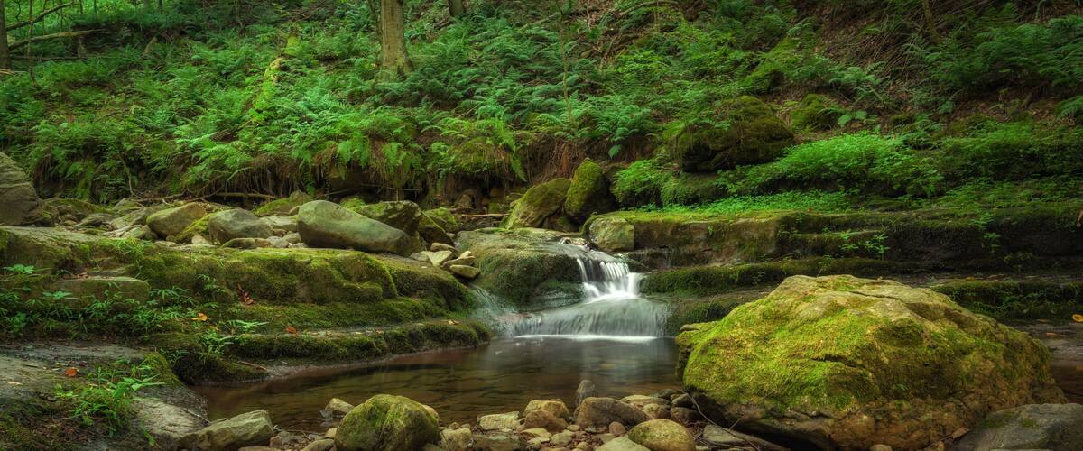 A forested stream with a small waterfall, surrounded by moss-covered rocks and dense green foliage.