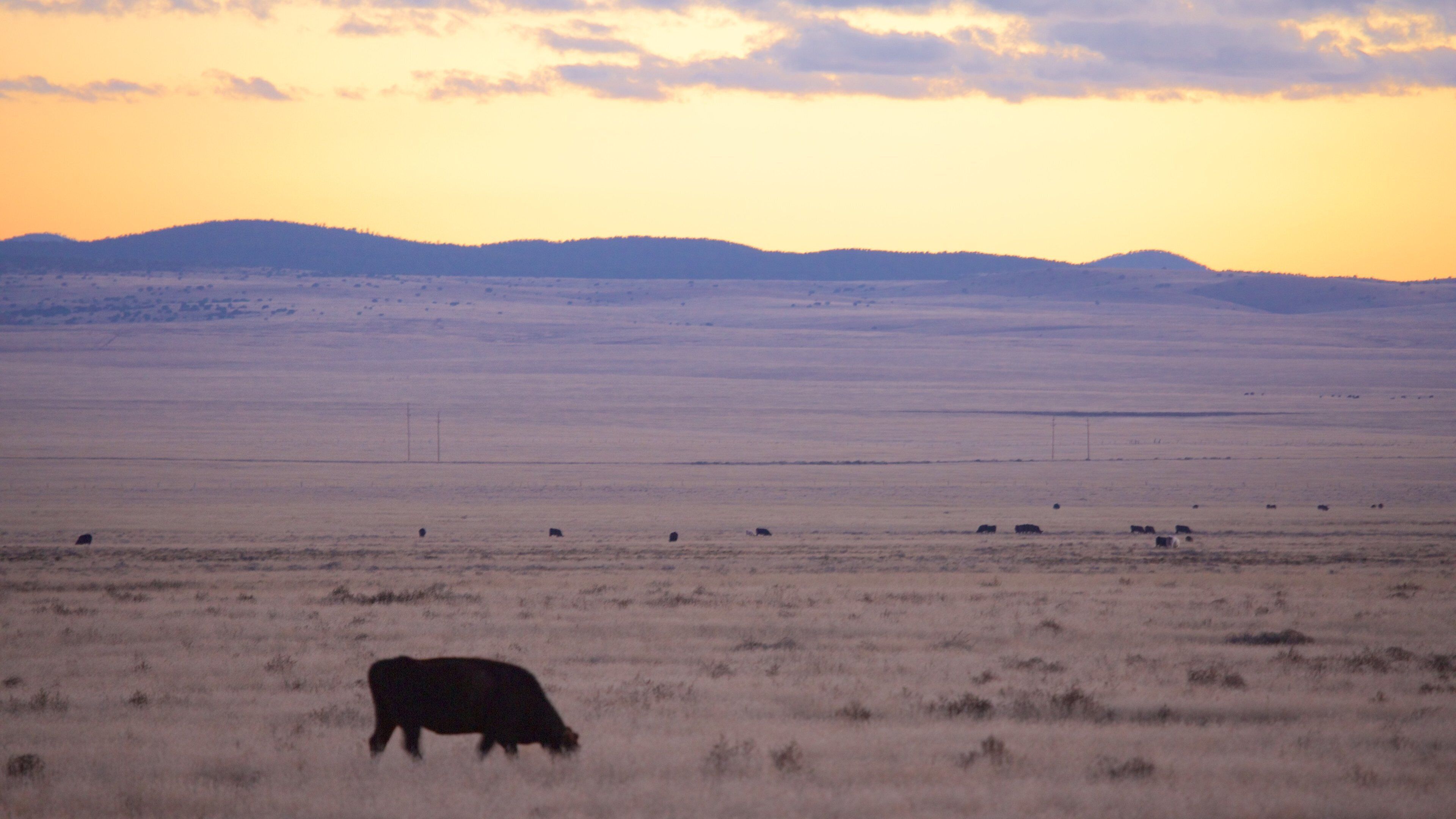 Magdalena which includes farmland, land animals and a sunset