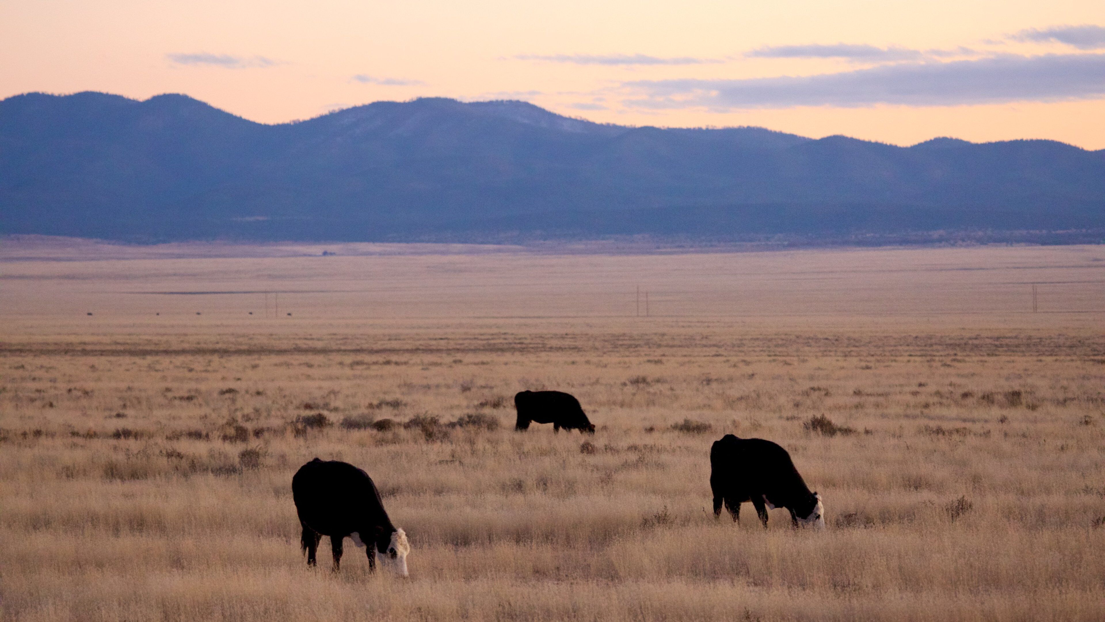 Magdalena featuring land animals, farmland and a sunset