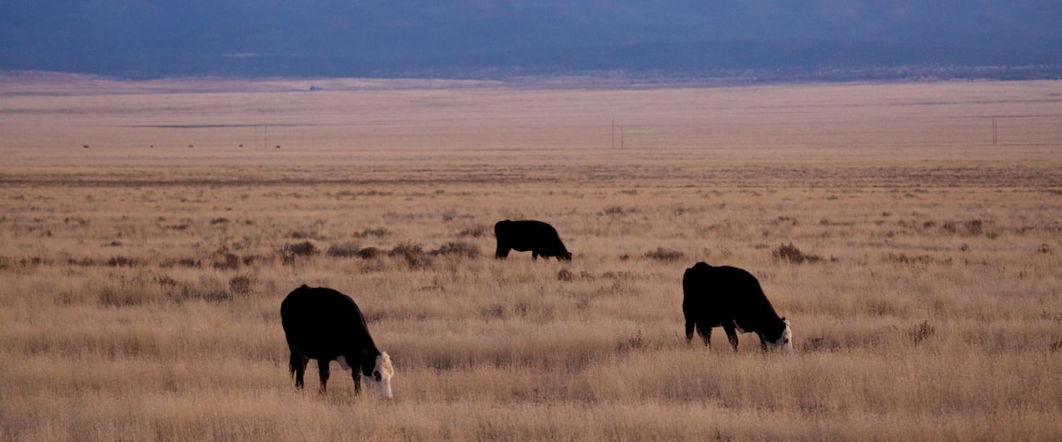 Southwestern New Mexico Hotel Guide