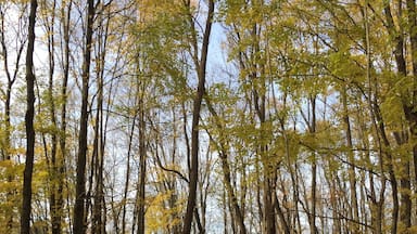 Snow mobile trails make great running routes in the fall. This one is behind Steener's and goes for miles.