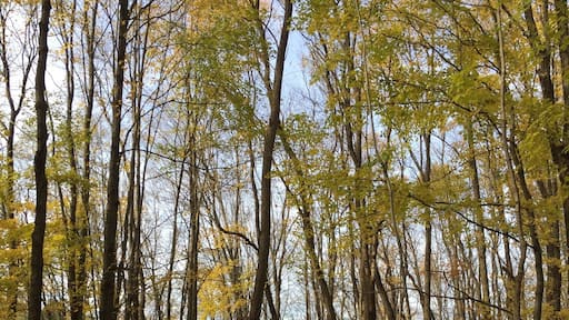 Snow mobile trails make great running routes in the fall. This one is behind Steener's and goes for miles.