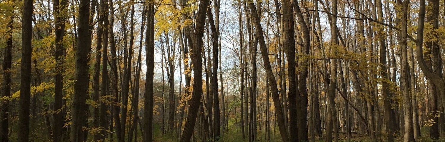 Snow mobile trails make great running routes in the fall. This one is behind Steener's and goes for miles.