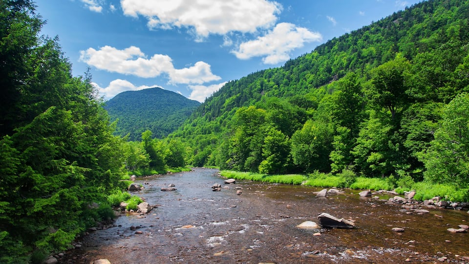 A river flowing through a forested valley with a mountain in the background.