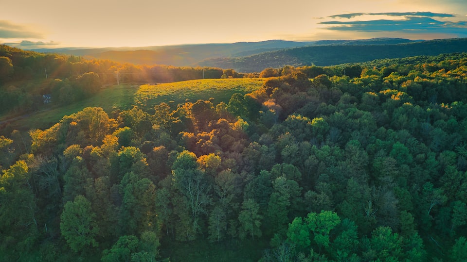 A forested landscape with rolling hills and a distant view of mountains.