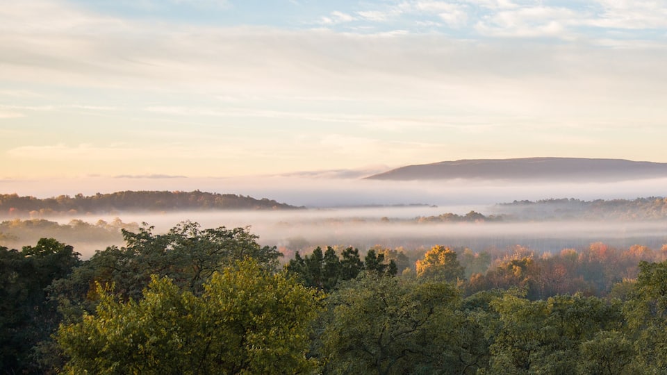 A misty forest landscape with a hill in the background.