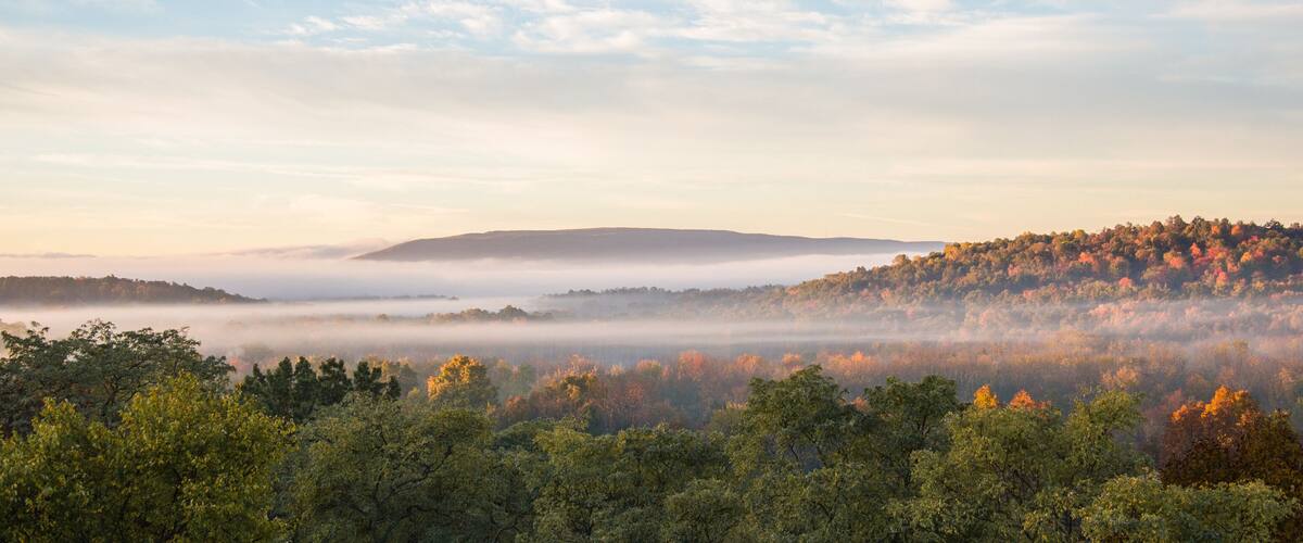 A misty forest landscape with a hill in the background.