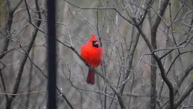 A bright red cardinal hunkers down in the cold blustering winds blowing off of the Hudson River.
#winterwonders