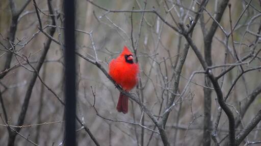 A bright red cardinal hunkers down in the cold blustering winds blowing off of the Hudson River.
#winterwonders
