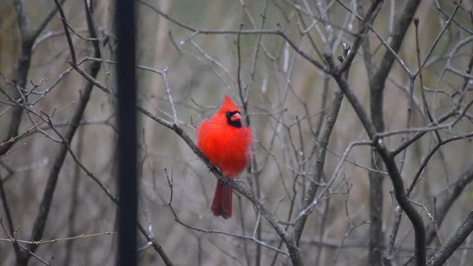 A bright red cardinal perched on a branch.