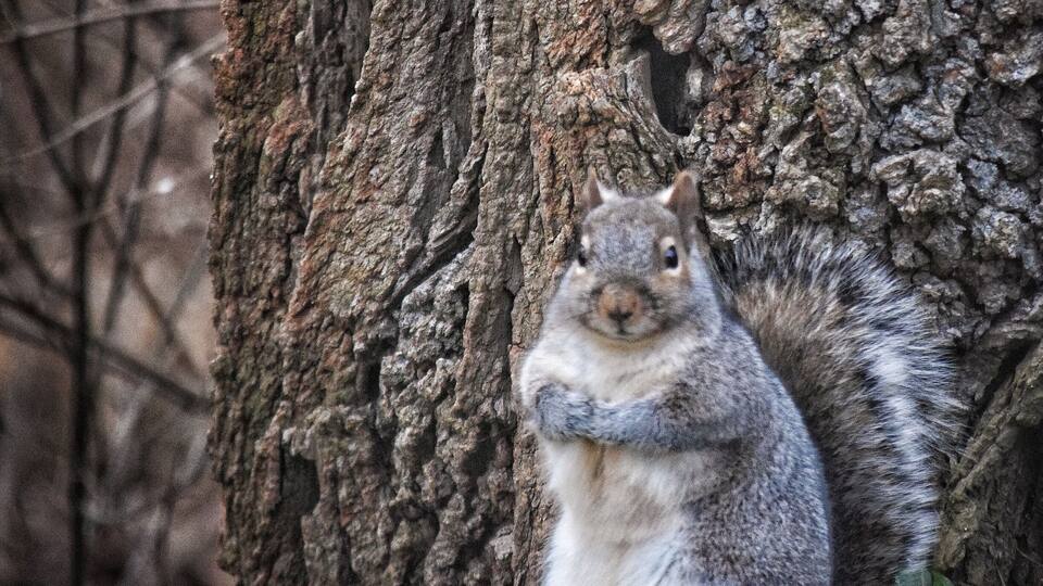 A squirrel standing next to a tree.
