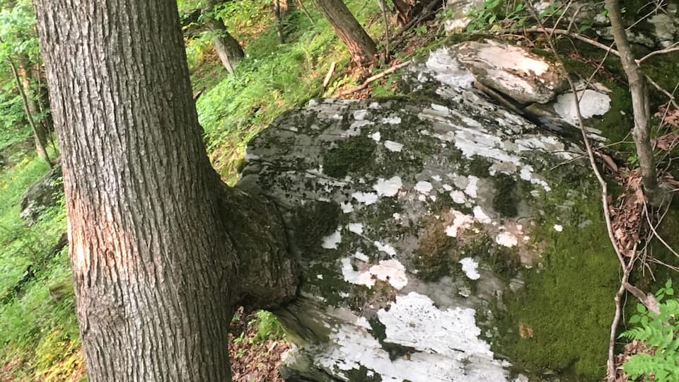 A large moss-covered rock with a tree trunk partially embedded in it, surrounded by dense forest.