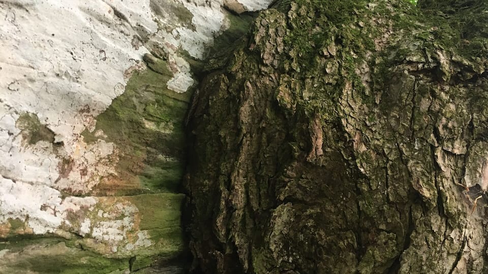 A tree with a hollow trunk and a large rock formation.