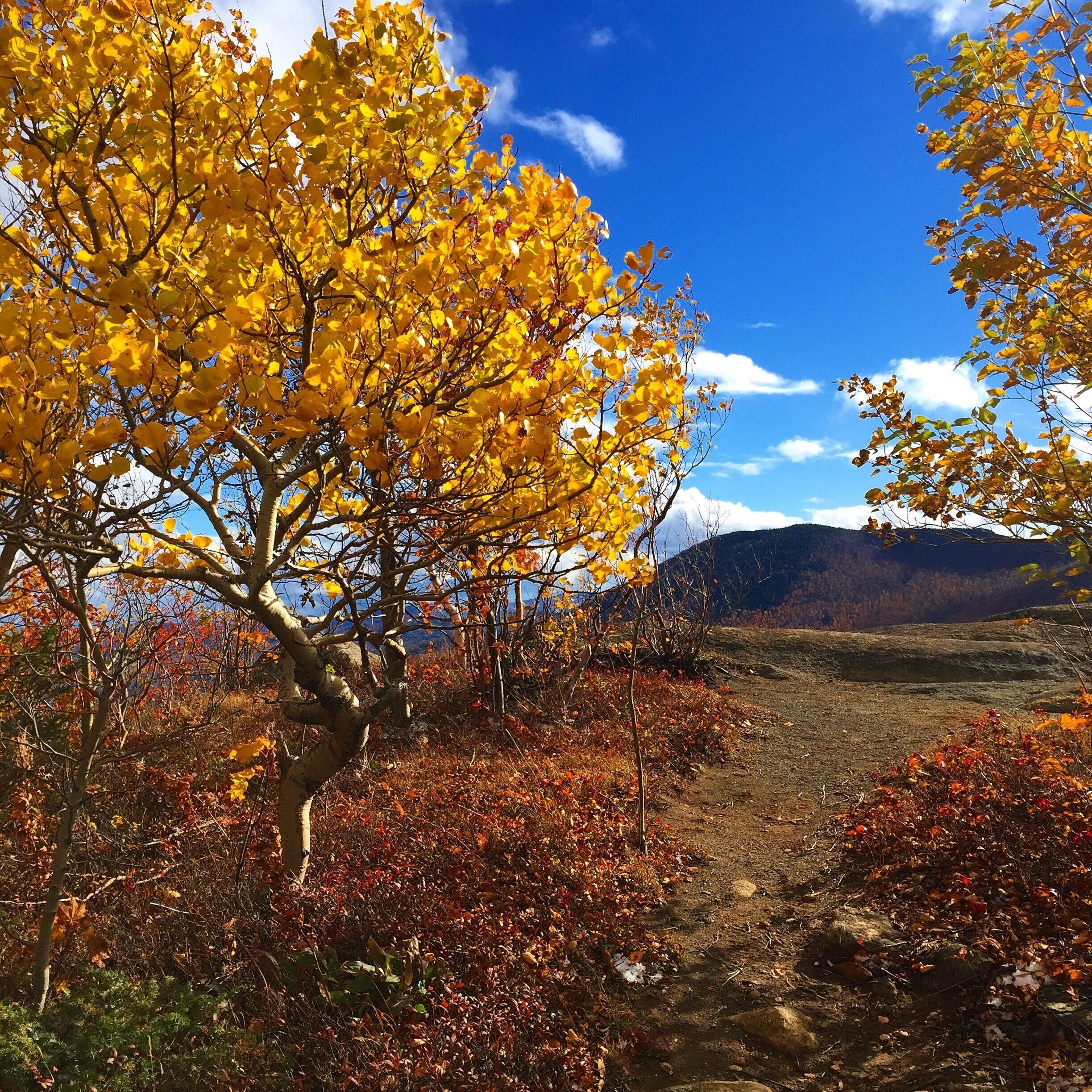 The path to Owls Head Lookout. 