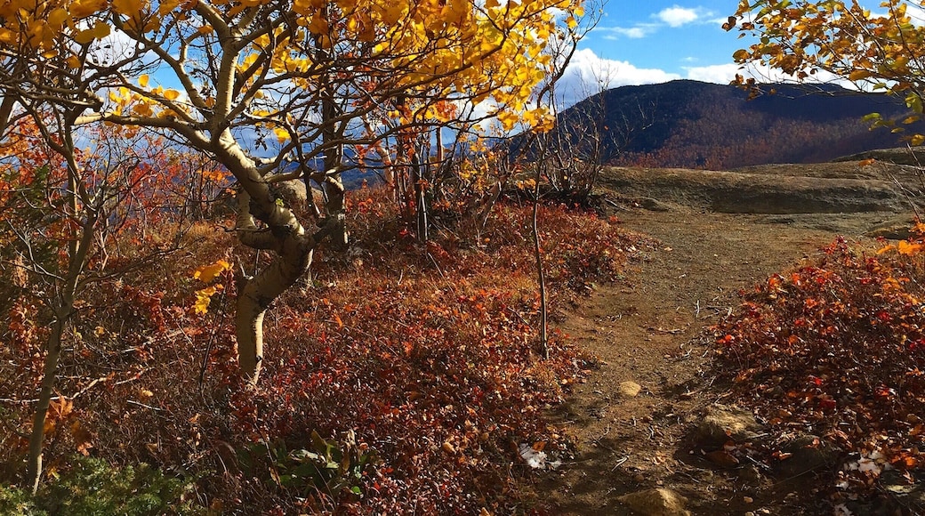 The path to Owls Head Lookout.