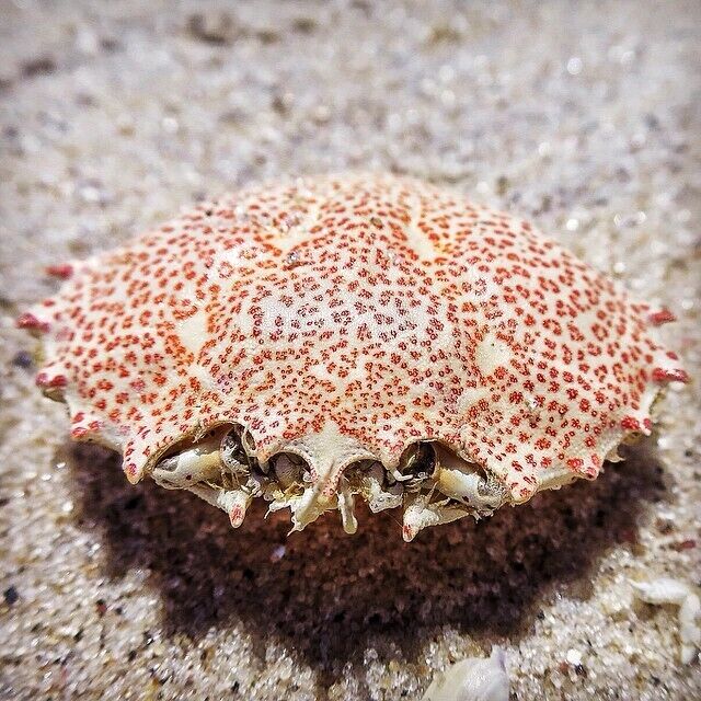 Spotted this gorgeous crab shell on the beach at Sailor's Haven on Fire Island