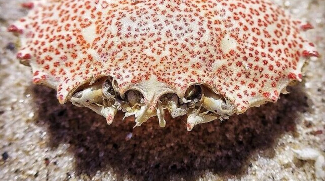 Spotted this gorgeous crab shell on the beach at Sailor's Haven on Fire Island