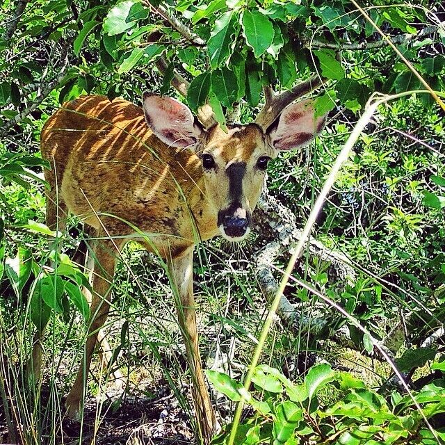 Ran into Bambi all grown up by the facilities at Sailor's Haven beach.  Check out those ears and those antlers!