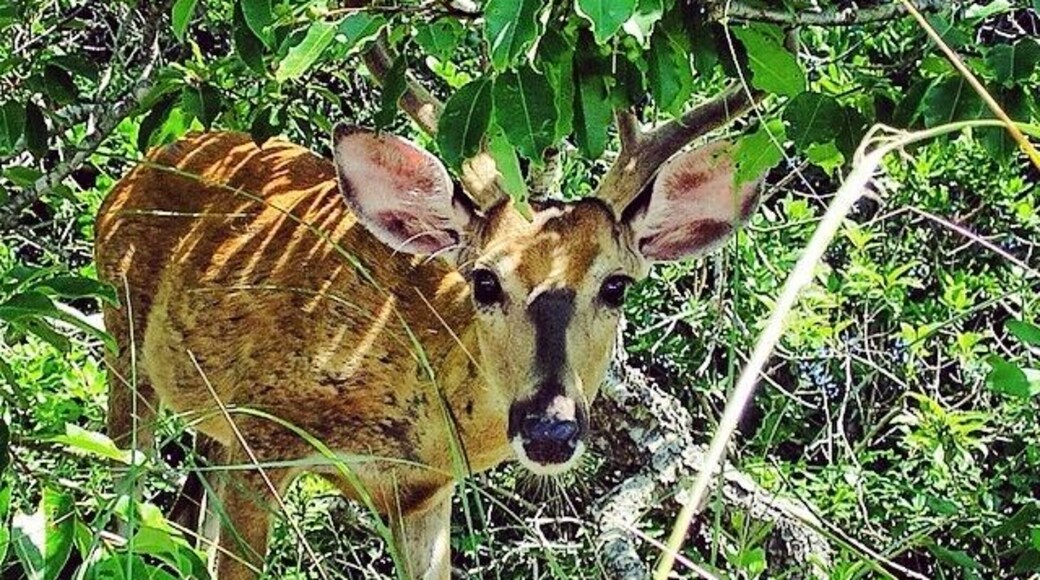 Ran into Bambi all grown up by the facilities at Sailor's Haven beach. Check out those ears and those antlers!