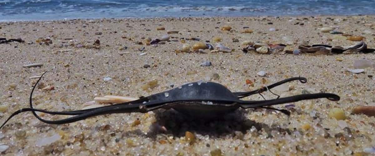 Anybody know what this is?  Spotted on the beach at Sailor's Haven on Fire Island