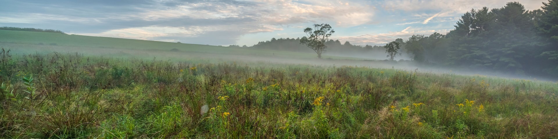 Upstate New York in Sullivan county in summer with fog on the meadow