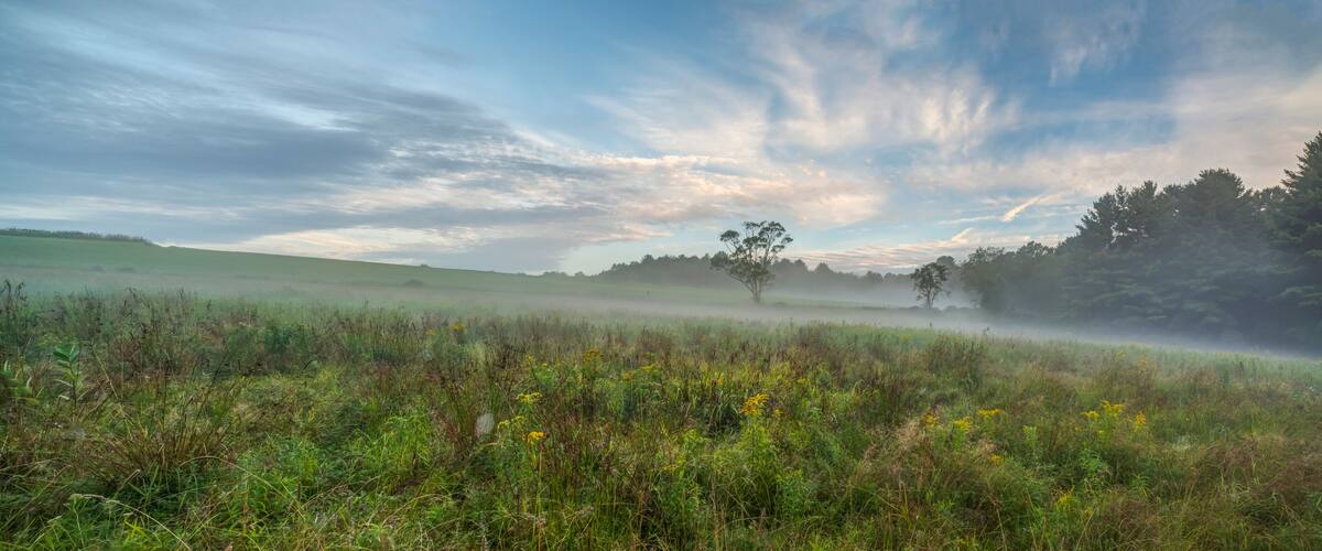 A misty field with a solitary tree, rolling hills, and a clear sky.