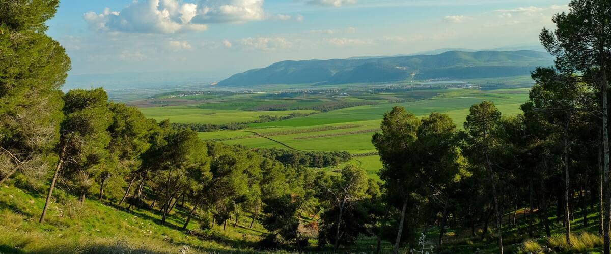 A lush green valley with rolling hills and scattered trees.
