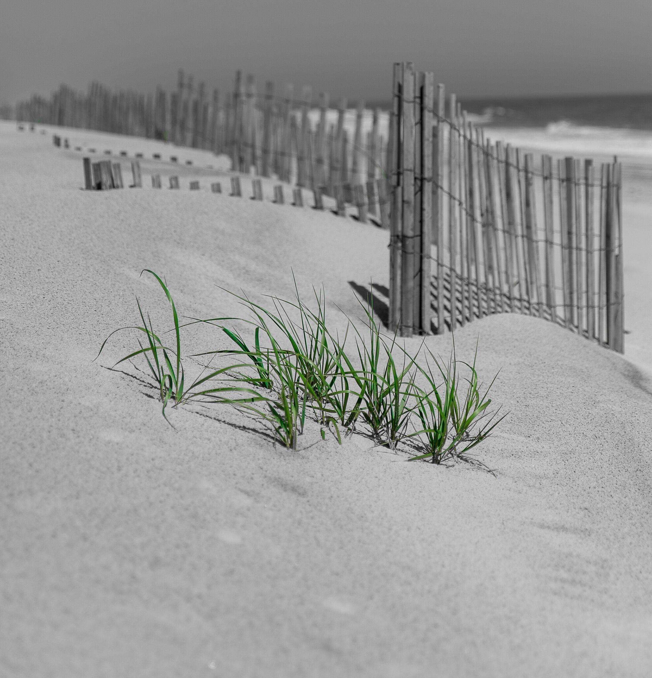 A sandy beach with a wooden fence and green grass in the foreground.