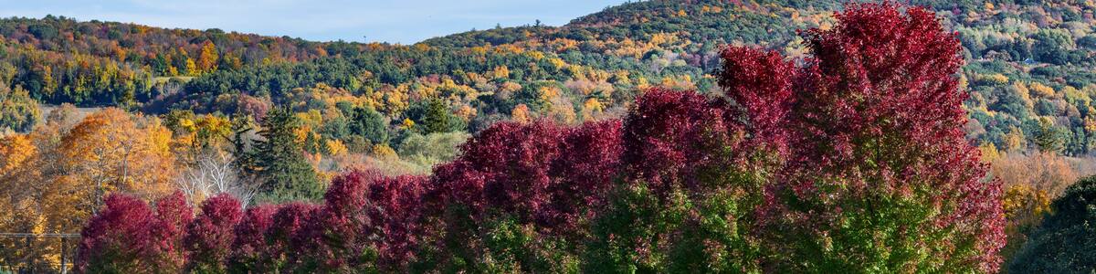 Red and Green Norway Maple Trees and Wood Fence