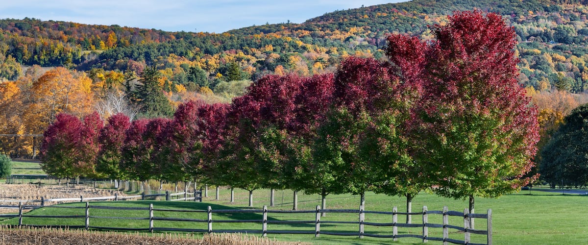 Red and Green Norway Maple Trees and Wood Fence