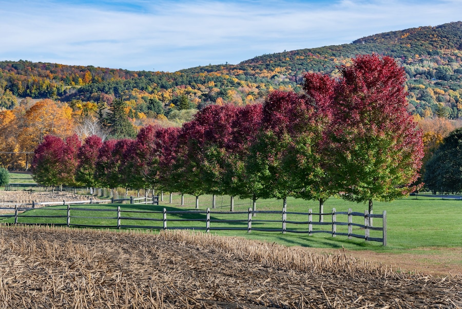 Red and Green Norway Maple Trees and Wood Fence