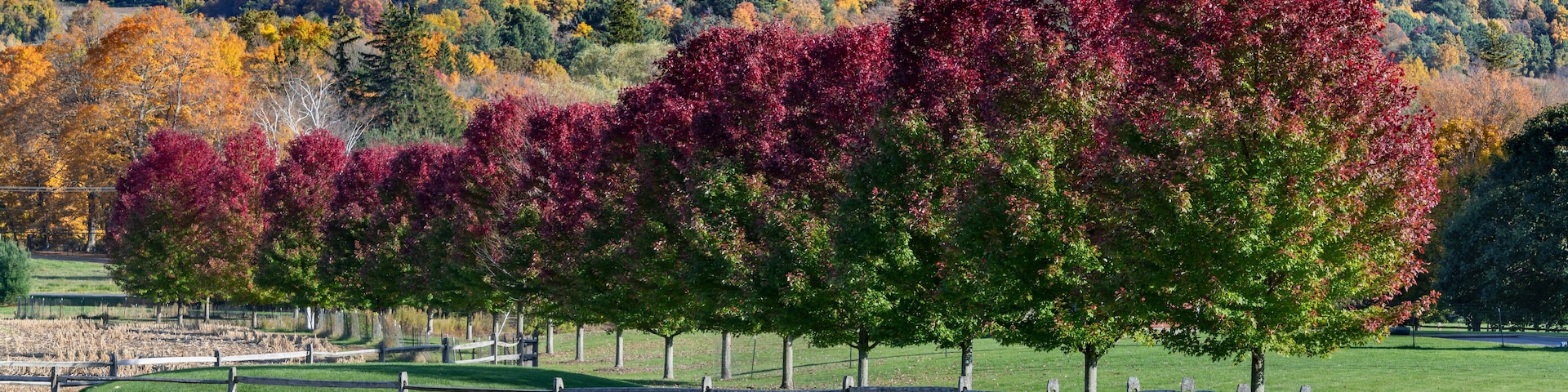 Red and Green Norway Maple Trees and Wood Fence