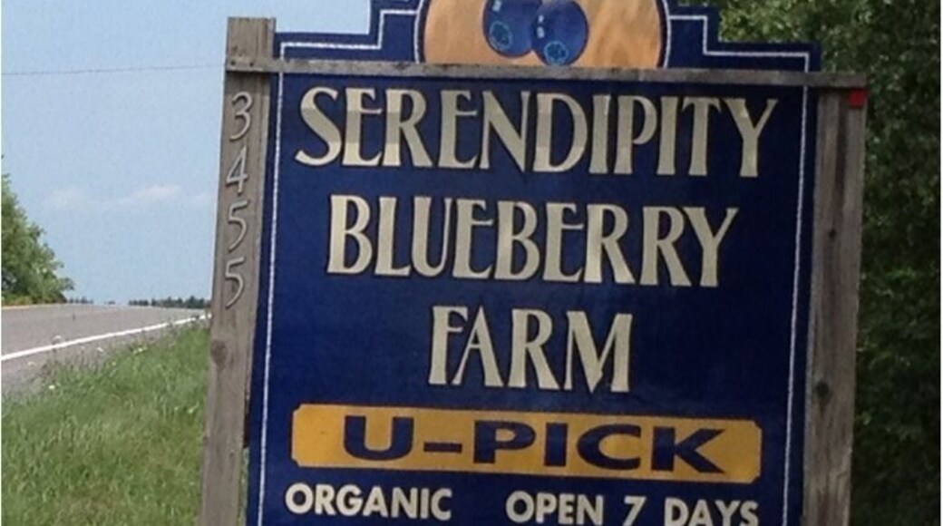 Pick your own blueberries. Perfect way to spend a few hours with the little ones.