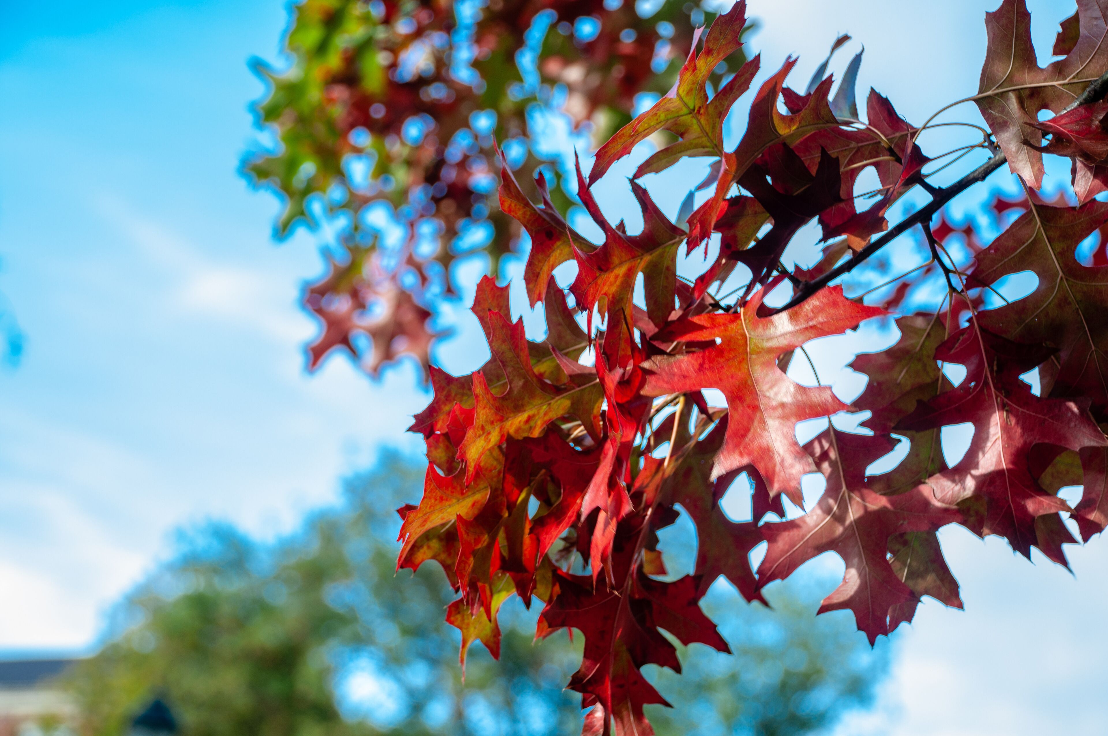 Red and green maple leaves against a clear blue sky.