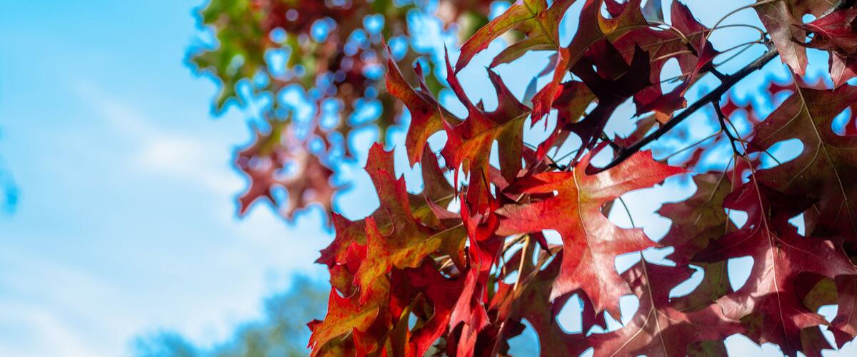 Red and green maple leaves against a clear blue sky.