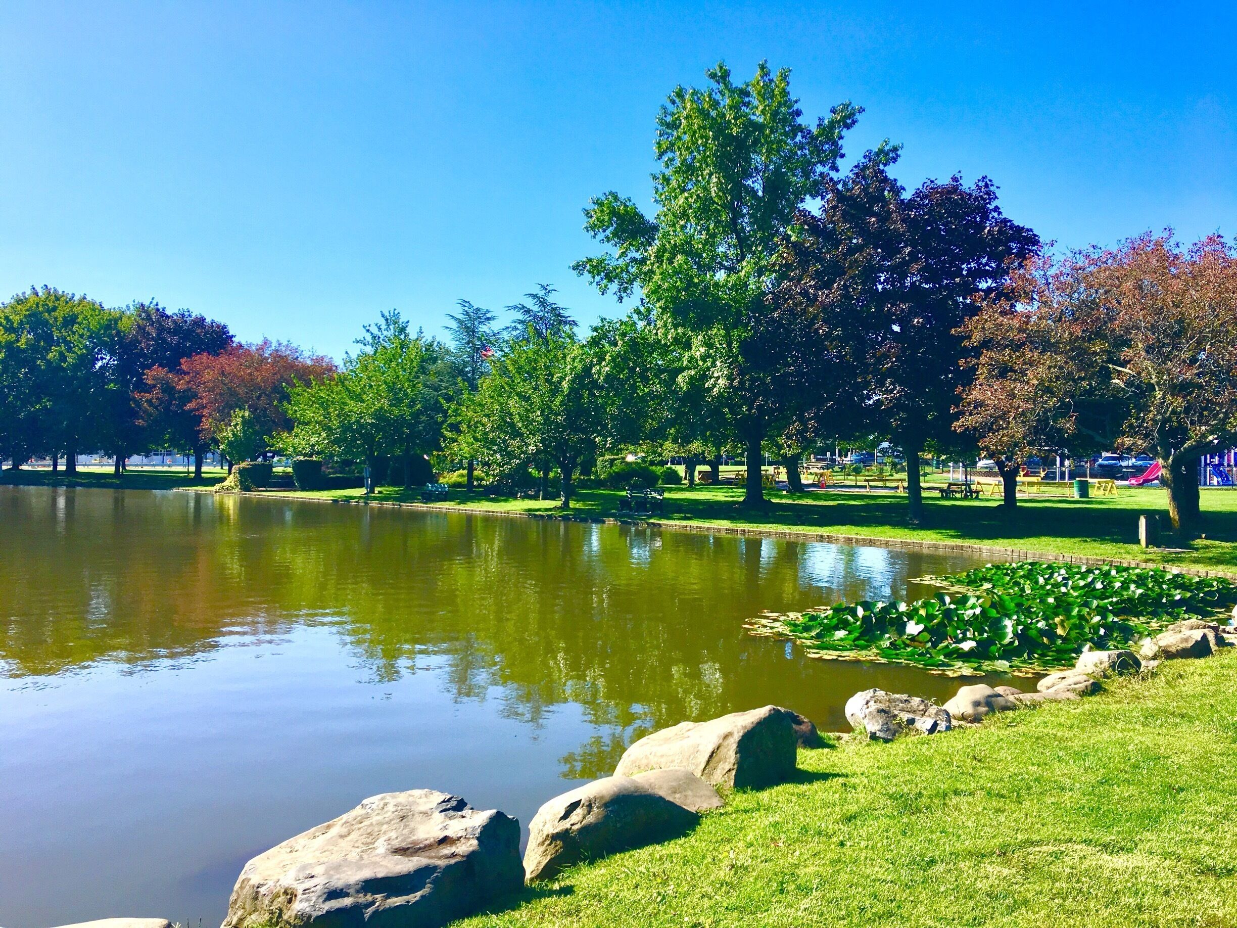 A park with a pond, green grass, rocks, and trees.