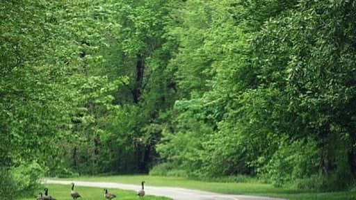 Springtime babies! Canadian goslings cross the road with mom and dad