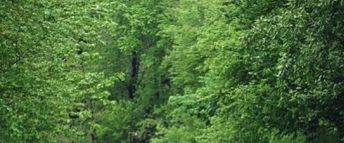 Springtime babies! Canadian goslings cross the road with mom and dad