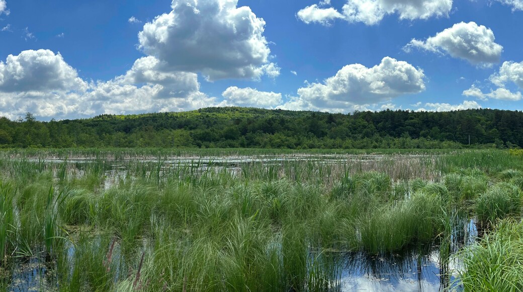Hennicke Marsh in Huyck Preserve, Rensselaerville, New York