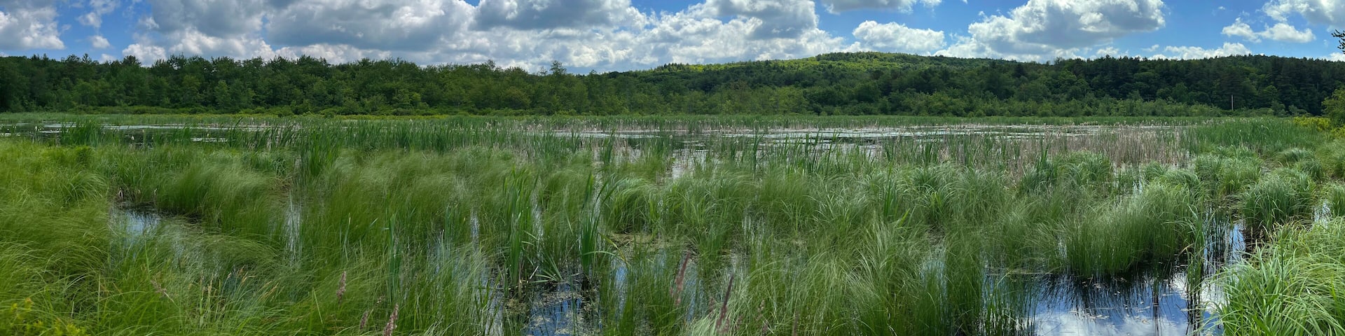 Hennicke Marsh in Huyck Preserve, Rensselaerville, New York