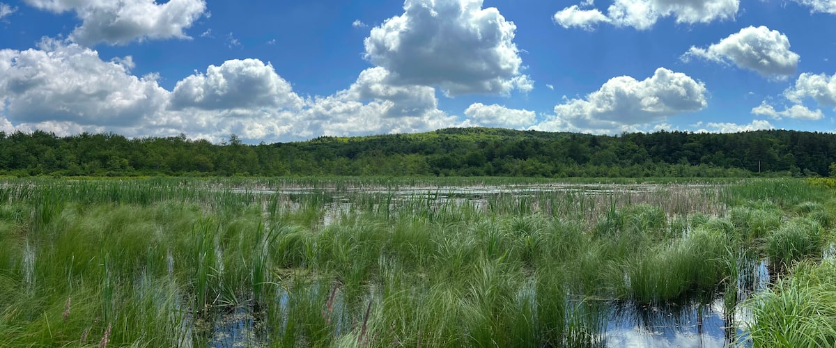 A marshland with tall grasses and a forested hill in the background under a partly cloudy sky.