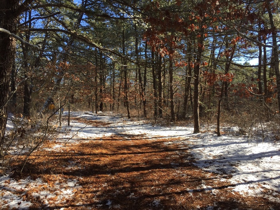Beautiful wildlife refuge close to East Quogue. There is a short or long track that leads through the forest www.instagram.com/globesurfing