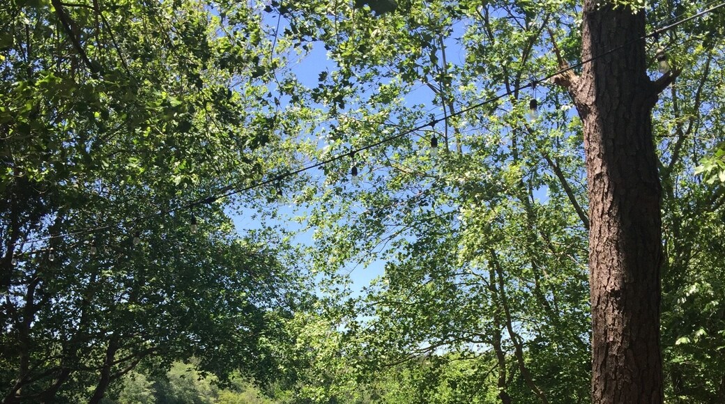 Peaceful Sunday 🌞🌷