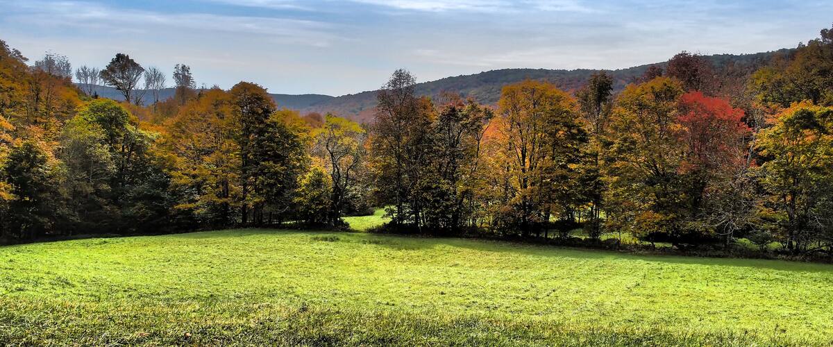 A grassy field with autumn-colored trees and a mountain in the background.